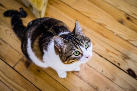 European shorthair cat with a penetrating look and green eyesの写真素材