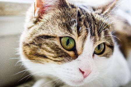 European shorthair cat with a penetrating look and green eyesの写真素材