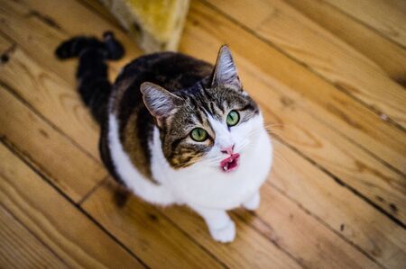 European shorthair cat with a penetrating look and green eyesの写真素材
