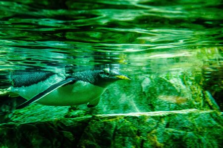Humboldt penguin in a zoo at swimmingの写真素材