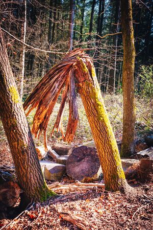 Trunk and branch of a tree in a German forest which is broken by a stormの写真素材