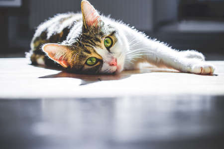 European shorthair cat with a penetrating look and green eyesの写真素材