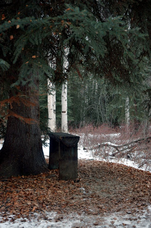 Bench beneath a spruce treeの写真素材