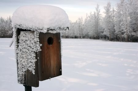 Bird House in Winterの写真素材