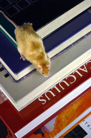 Mouse on books from aboveの写真素材