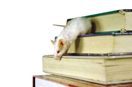 Mouse looks for way down booksの写真素材