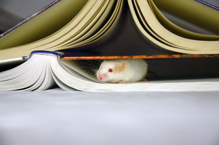 Mouse hides under booksの写真素材