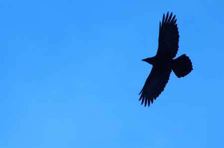Silhouette of a raven in flightの写真素材