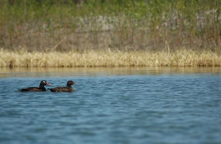 Pair of white-winged scoters paddle in a lakeの写真素材