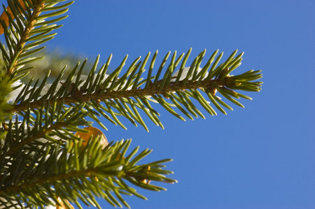 Pine tree branch with snow against a bright blue sky