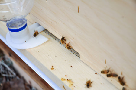 Hive with entrance feeder