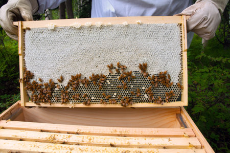 Honey frame being pulled from a hive