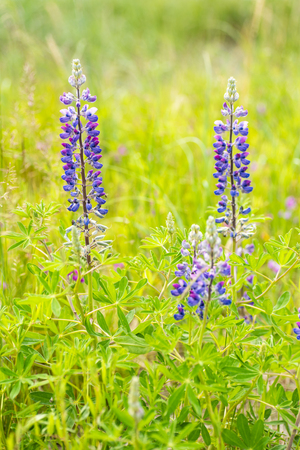 Lupines growing in a field near the Cook Inlet, in Alaska.の写真素材