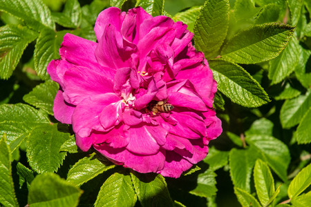 A bee collects nectur for a bright pink rose.の写真素材