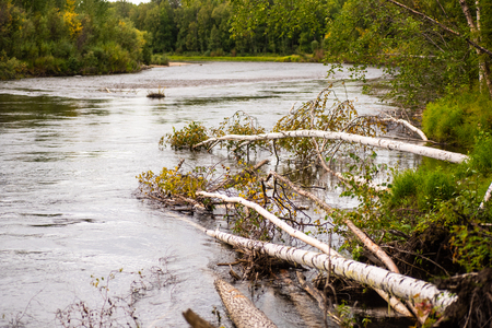 Trees fallen into the Chena River in Alaska.の写真素材
