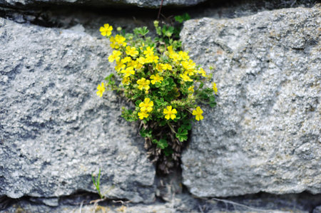 Yellow flowers on the large grey stones.