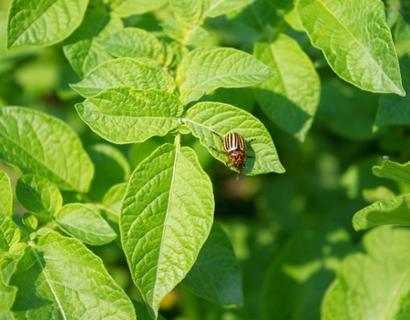 The colorado potato beetle on the leaves of potatoesの写真素材
