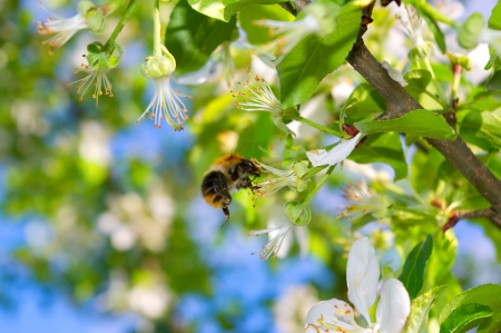 bee on the blossom apple treeの写真素材