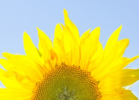 Yellow sunflower on a sky backgroundの写真素材