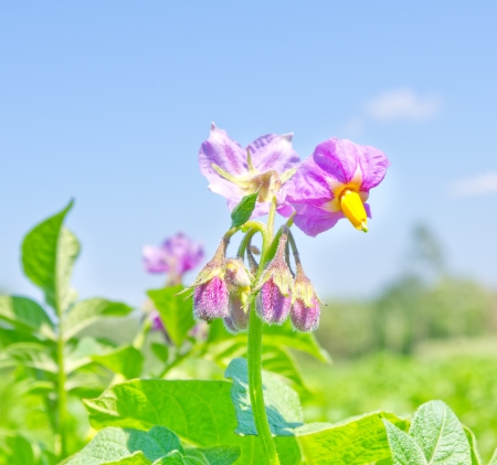 Blooming flowers of potato in the vegetable garden の写真素材