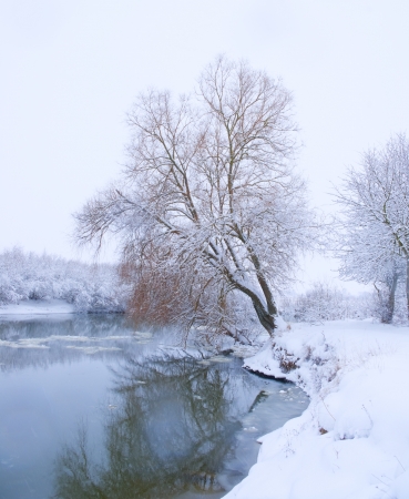 tree on the bank of the river in snowfallの写真素材