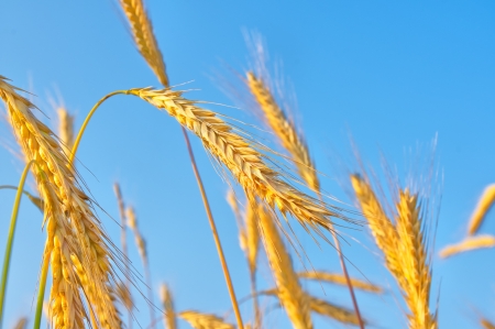 golden wheat ears against blue skyの写真素材