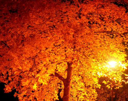 the street's lamp illuminate yellow leaves of tree at dark nightの写真素材