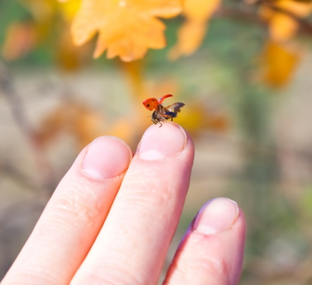 a bright red ladybug get ready to take off from handsの写真素材