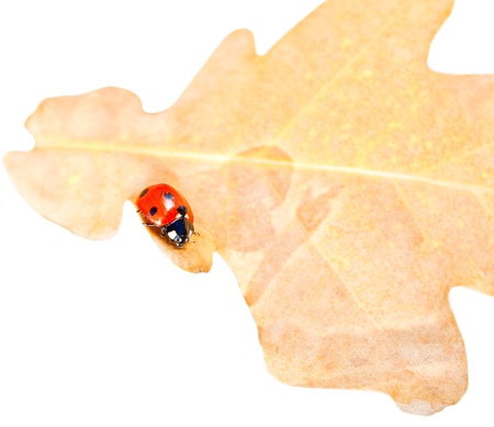 ladybug on the leaf of an oakの写真素材
