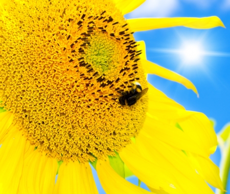 big bee on the sunflower の写真素材