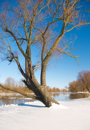 Winter river and trees in winter seasonの写真素材