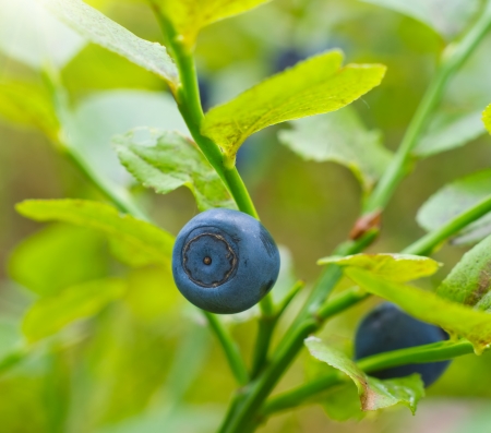 Ripe bilberryの写真素材
