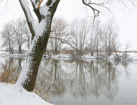 River and tree covered with snow の写真素材