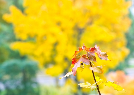 Branch of maple with yellow leaves の写真素材