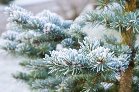 Branches of blue spruce is covered with frost の写真素材