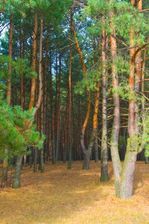 Pine trees in forestの写真素材