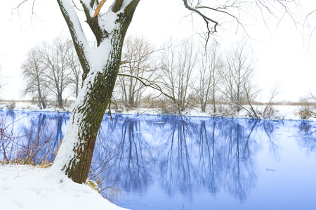River and tree covered with snow の写真素材