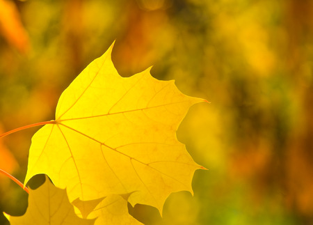 Yellow leaf of maple in autumn parkの写真素材