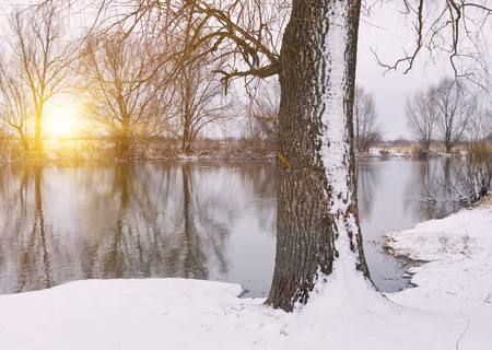 Tree on the bank of winter riverの写真素材