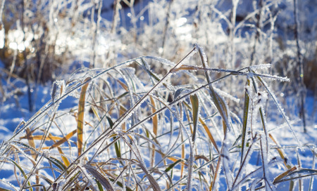 Frost on the grass in winter dayの写真素材