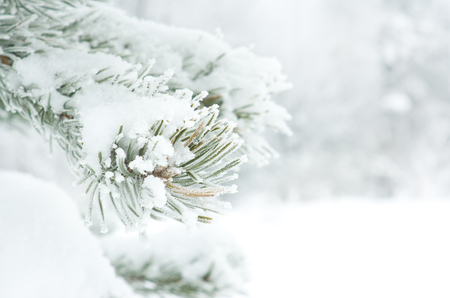 Branch of pine tree covered with snowの写真素材