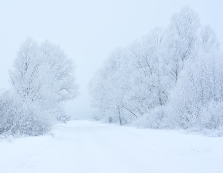 Frost on trees in the wayの写真素材