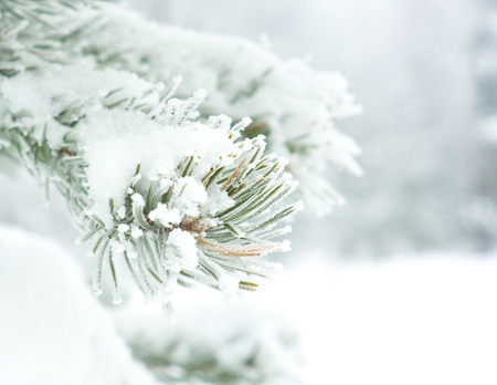 Branch of pine tree covered with snowの写真素材