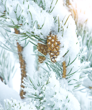 Two cones on pine tree covered with snowの写真素材