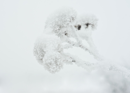 Frozen plant covered with frostの写真素材