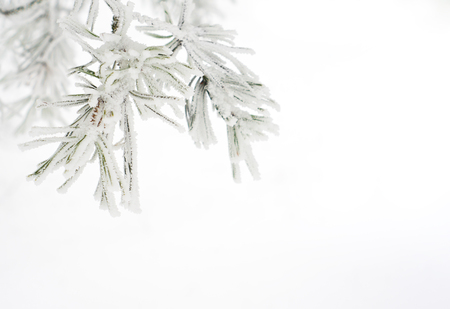 Branch of pine tree covered with snowの写真素材
