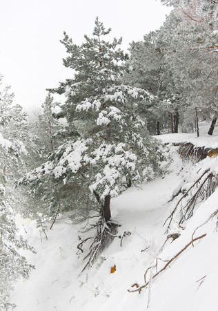 Pine with half-exposed roots at the cliffの写真素材