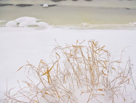 Yellow grass covered with snowの写真素材