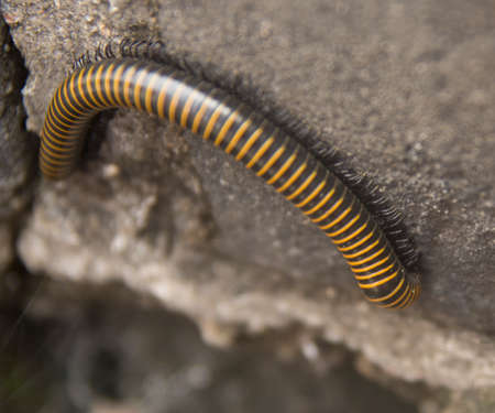 Close up of a millipede crawling on a stone in the gardenの写真素材