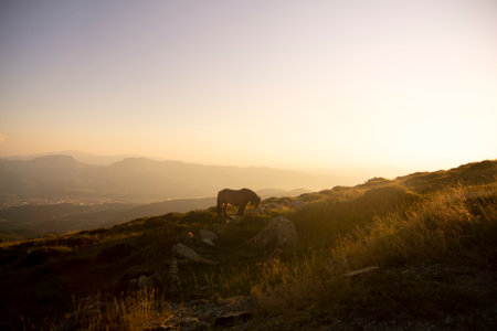 horse pacing peacefully in the mountains at sunset. High quality photoの写真素材